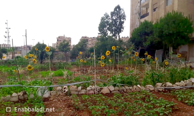 نبات عباد الشمس في أحد أحياء حي الوعر في حمص (عنب بلدي)