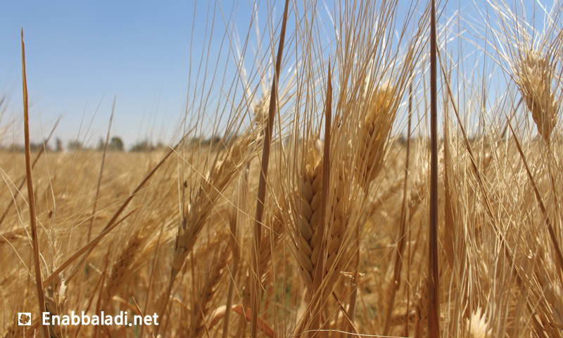 محصول القمح في الغوطة الشرقية لدمشق (عنب بلدي)