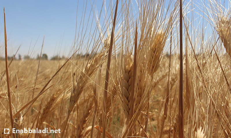 القمح في الغوطة الشرقية (عنب بلدي)