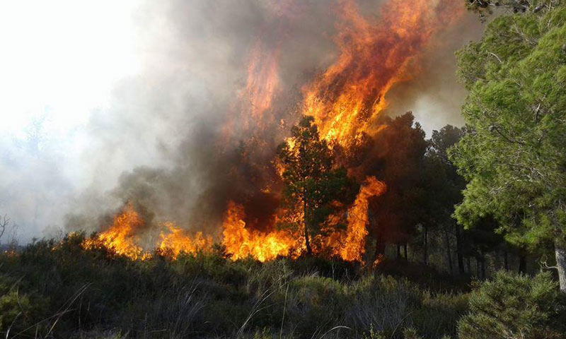 حرائق في غابة "الصليب" في محافظة طرطوس- الخميس 18 آب (فيس بوك)