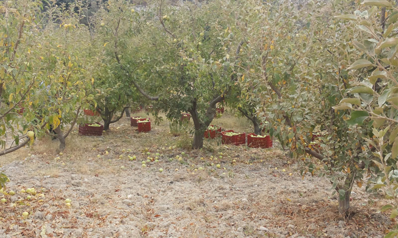مزارع التفاح في قرية مجدل كيخيا بريف اللاذقية عام 2015 (أرشيف عنب بلدي)