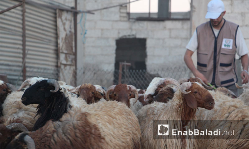 تجهيزات أضاحي العيد في الغوطة الشرقية (عنب بلدي)