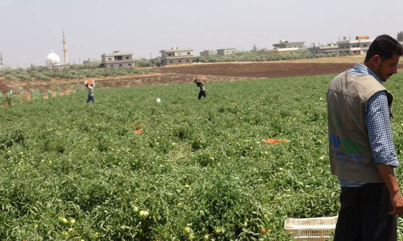 مشروع زراعي في المنطقة الغربية من محافظة درعا (راف)