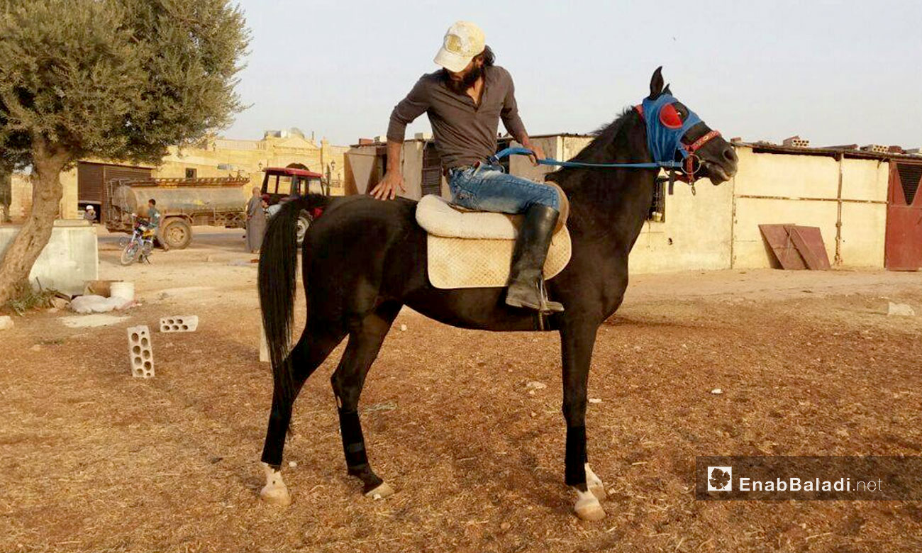 خيول في معرة النعمان بإدلب - تشرين الأول 2016 (عنب بلدي)