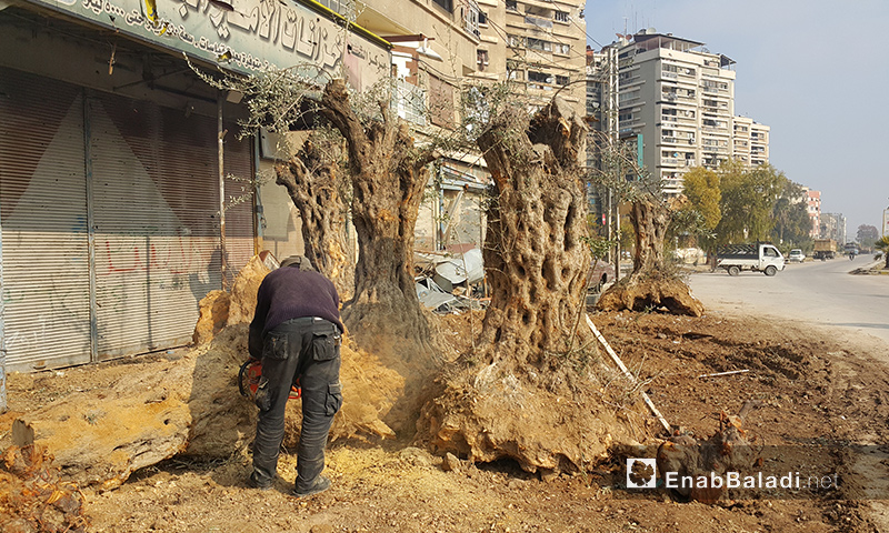 رجل يقص أشجار زيتون معمرة في مدينة دوما بريف دمشق - 21 كانون الأول 2016 (عنب بلدي)