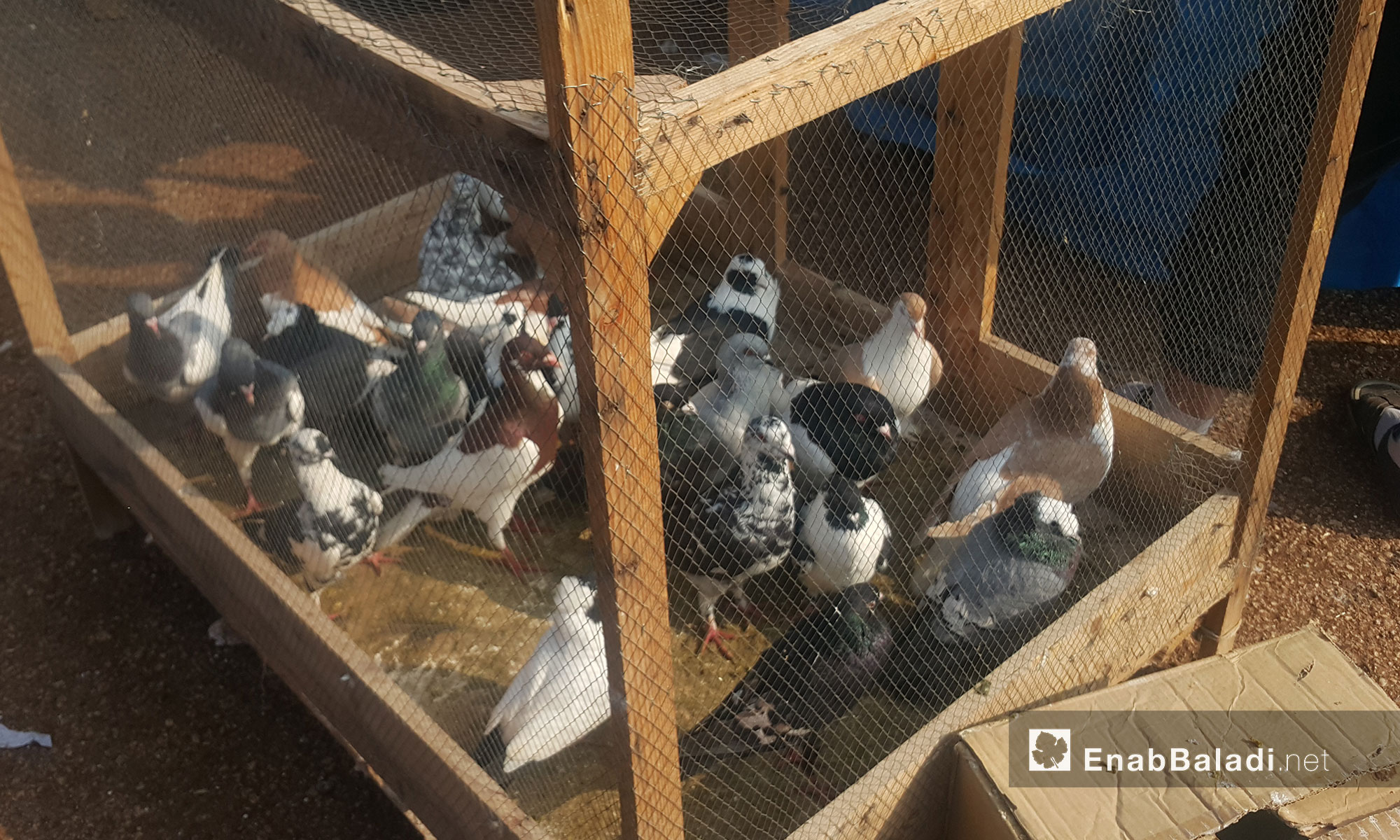 "الحمام" في سوق الطيور بمعرة مصرين 20 كانون الثاني 2017 (عنب بلدي)