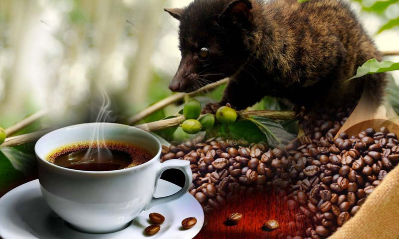 قهوة "كوبي لواك" الآندونيسية مع حيوان الزبّاد (إنترنت)