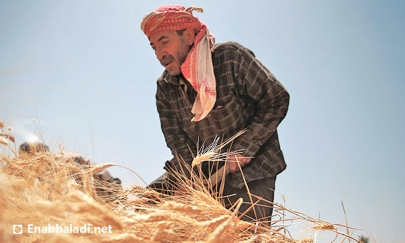 تعبيرية: مزارع يجني محصول القمح في الغوطة الشرقية- 2016 (أرشيف عنب بلدي)