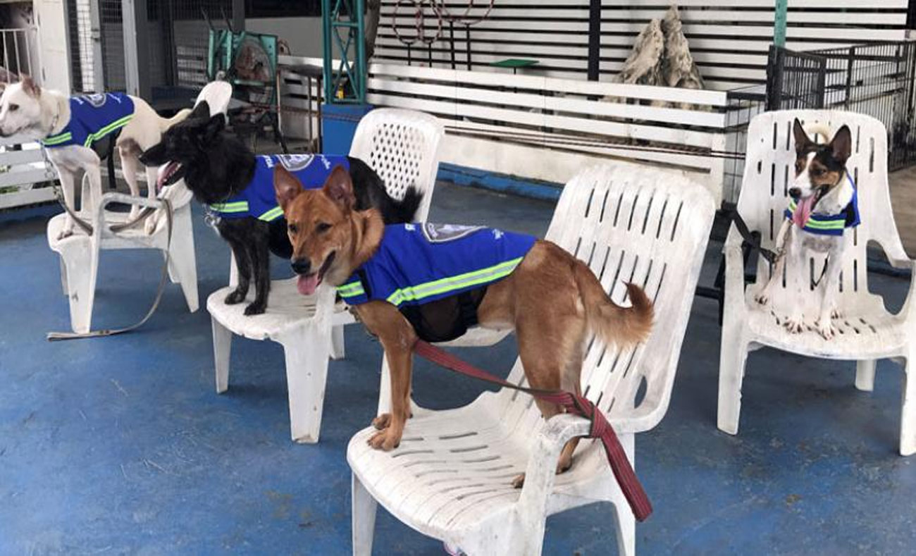 كلاب ترتدي "سترات ذكية" ضمن مشروع وكالة "تشيل" في بانكوك - 31 آب 2017 (رويترز)