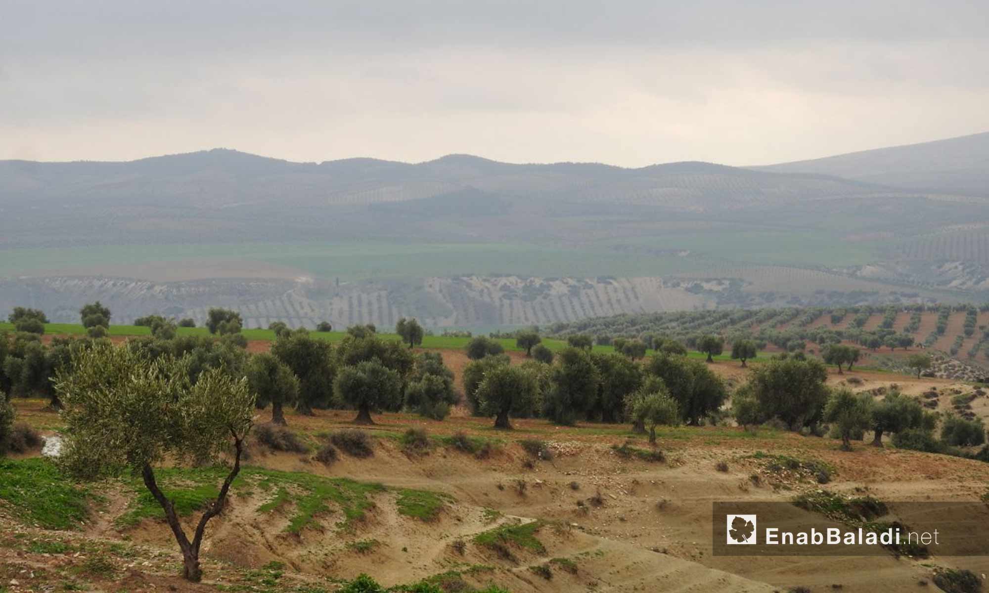 مساحات واسعة من أشجار الزيتون في ريف منطقة عفرين - 2 آذار 2018 (عنب بلدي)