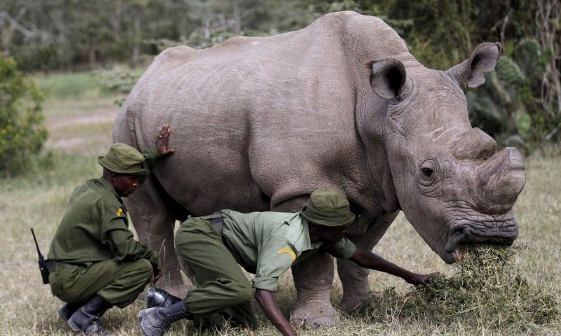 آخر ذكر من وحيد القرن الأبيض الشمالي في حديقة بكينيا - 14 حزيران 2015 (رويترز)