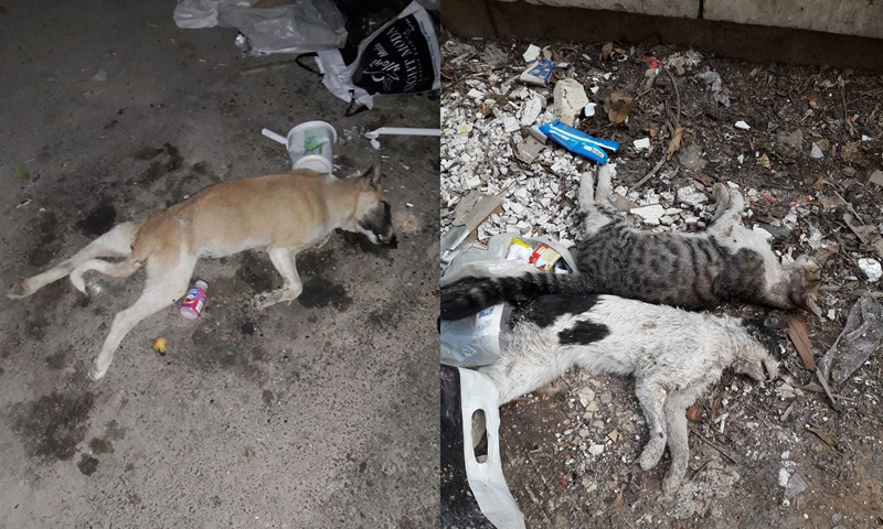 حادثة تسمم حيوانات في شوارع دمشق (تعديل عنب بلدي)