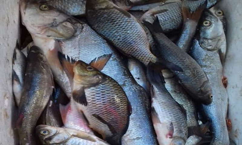 بيع الأسماك في أسواق ريف ديرالزور الخاضع لسيطرة "الإدارة الذاتية" - 25 من تشرين الثاني 2019 (المركز الإعلامي في دير الزور)