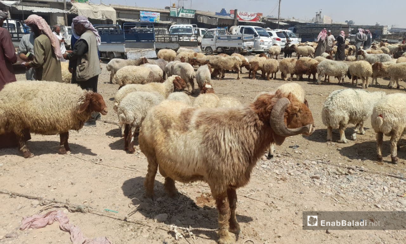 سوق الماشية في مدينة الرقة- 18 تموز 2021 (عنب بلدي/حسام العمر)