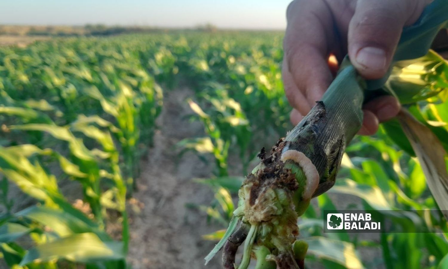 ديدان على قصبة للذرة في محصول زراعي بالرقة في 15 من آب 2022 (عنب بلدي/ حسام العمر)