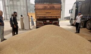 تسليم محصول القمح من المزارعين إلى مركز الحبوب في مدينة الرقة- 31 من أيار 2023 (الإعلام الزراعي في سوريا/ فيس بوك)