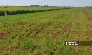 يتوجه الفلاحون في إدلب لزراعة الكمون أملًا بتحقيق مردود مالي أكثر من زراعة القمح - آذار 2024 (عنب بلدي)
