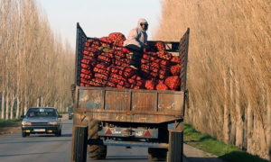 شاحنة تحمل خضار وفواكه للتصدير شمال لبنان (ديلي ستار - لبنان)