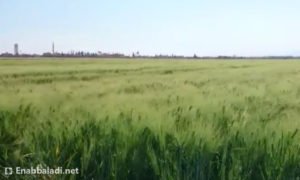 محاصيل القمح والشعير في الغوطة الشرقية (عنب بلدي)
