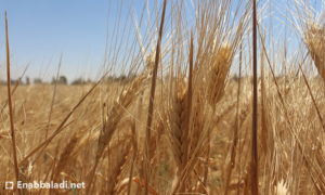 القمح في الغوطة الشرقية (عنب بلدي)