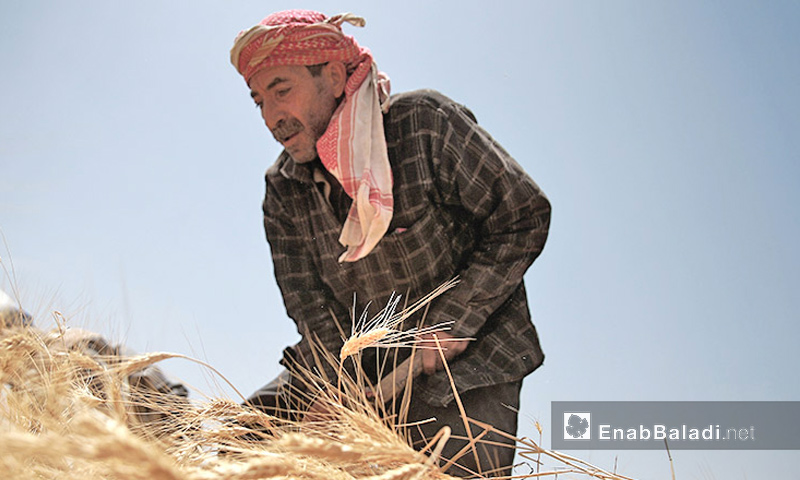 مزارع يجني محصول القمح في الغوطة الشرقية (عنب بلدي)