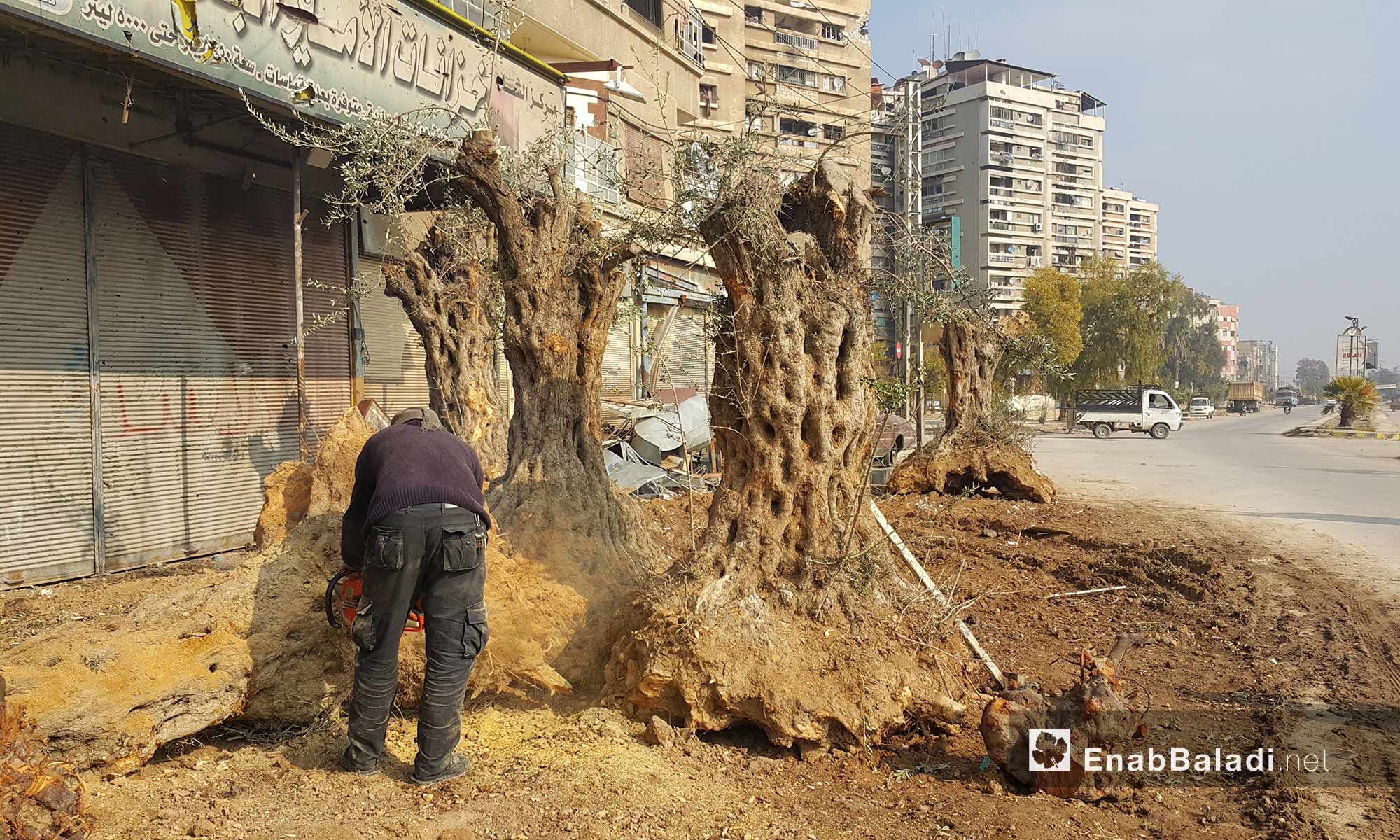 رجل يصنع حطبًا من أشجار زيتون معمرة في مدينة دوما بريف دمشق - 21 كانون الأول 2016 (عنب بلدي)