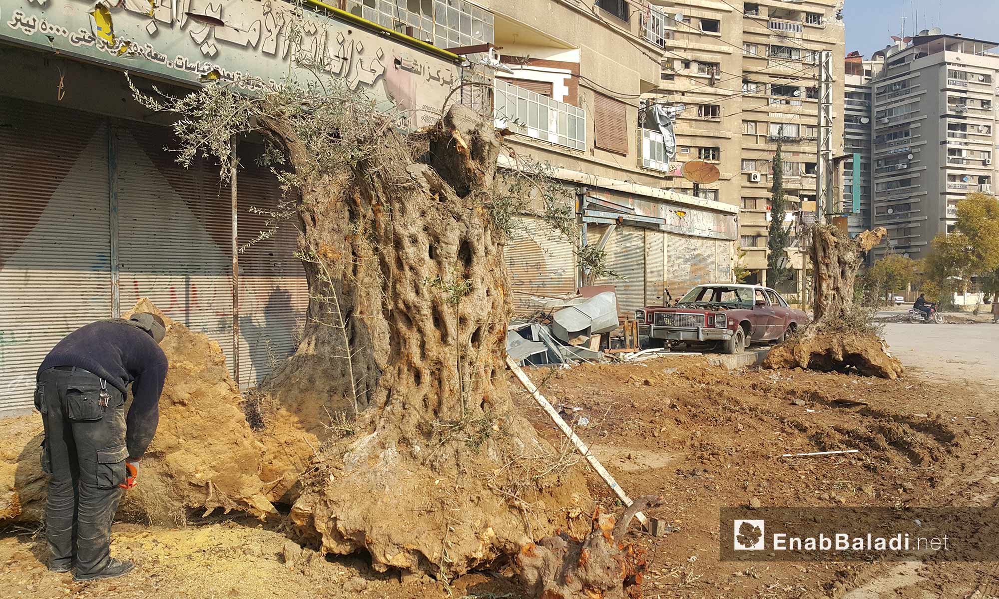 رجل يصنع حطبًا من أشجار زيتون معمرة في مدينة دوما بريف دمشق - 21 كانون الأول 2016 (عنب بلدي)
