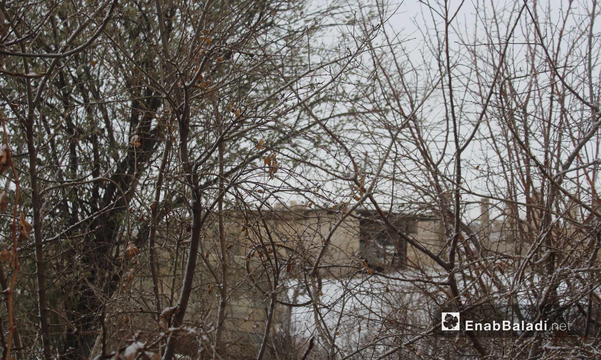 الثلوج في بلدة دابق بريف حلب الشمالي_21 كانون الأول_(عنب بلدي)