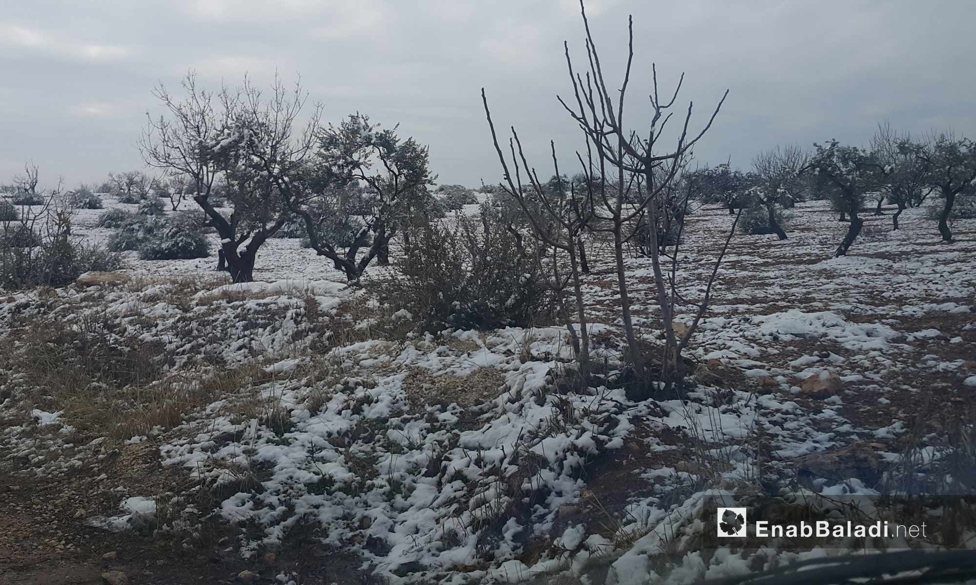 الثلوج في جبل الأربعين بريف إدلب_18 كانون الأول_(عنب بلدي)