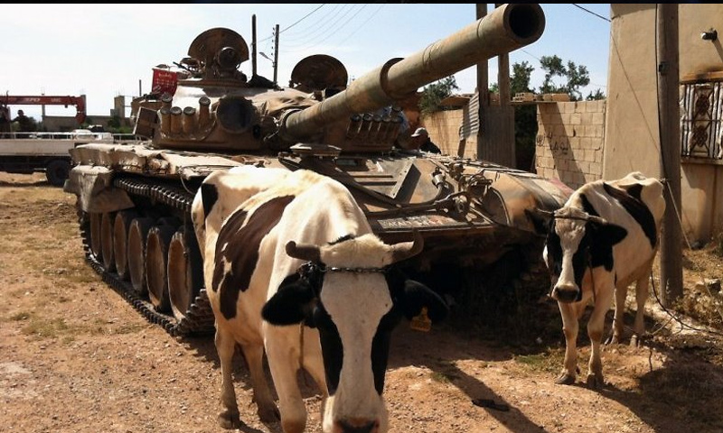 أبقار أمام دبابة في سوريا - 2016 (AFP)