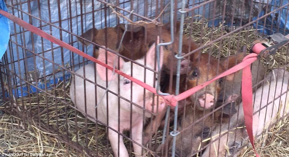 قفص الخنازير الذي أطعم لها الطفل الأمريكي أدريان جونز (7)، في ولاية كنساس الأمريكية (ديلي ميل)