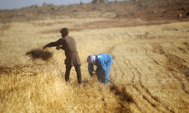 "حصاد القمح في ريف إدلب في 31 أيار 2015 تصويرخليل أشاوي "رويترز