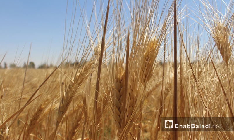 تعبيرية: محصول القمح في الغوطة الشرقية لدمشق (أرشيف عنب بلدي)