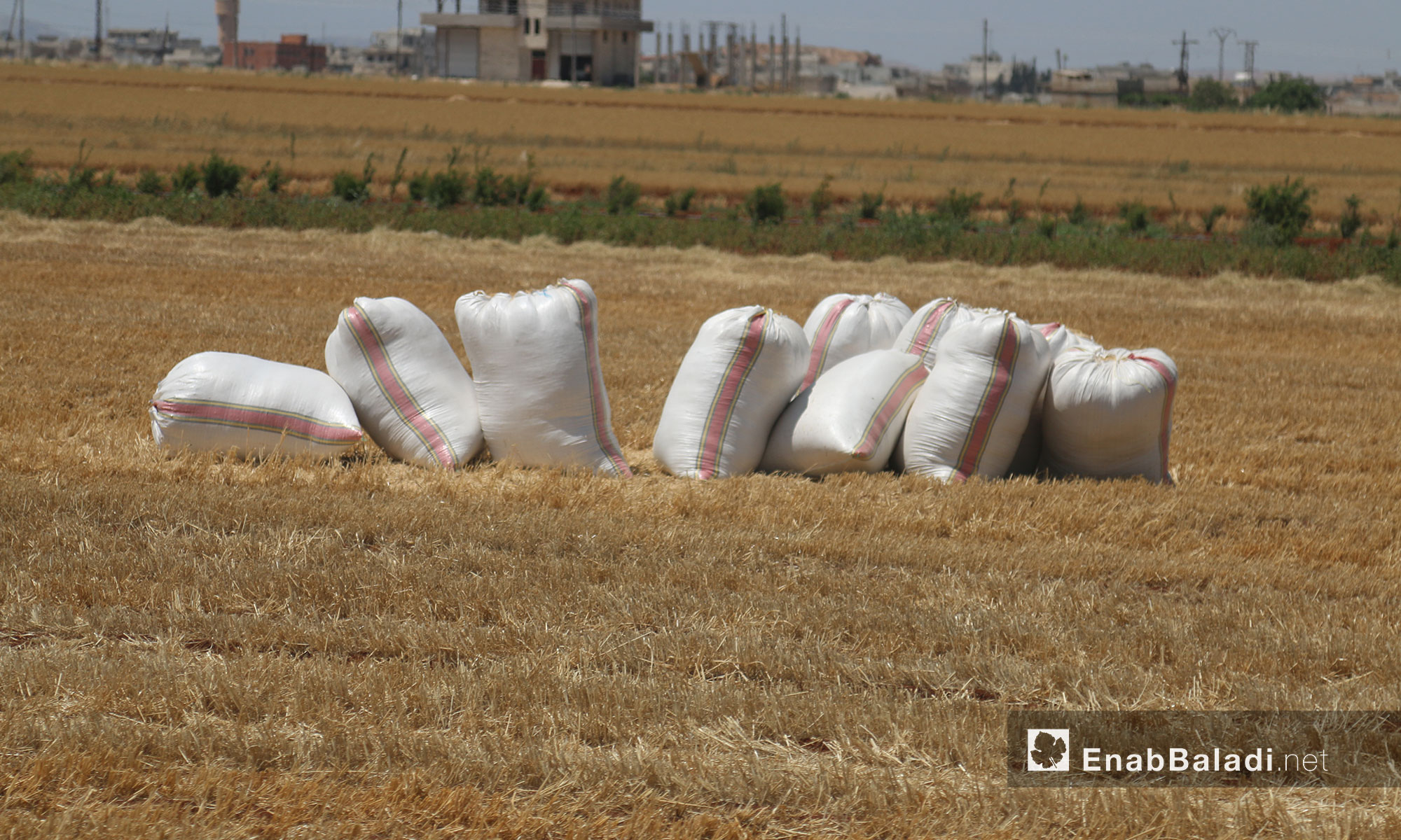 المحاصيل بعد انتهاء عملية الحصاد في أراضي إدلب الزراعية - 12 حزيران 2017 (عنب بلدي)