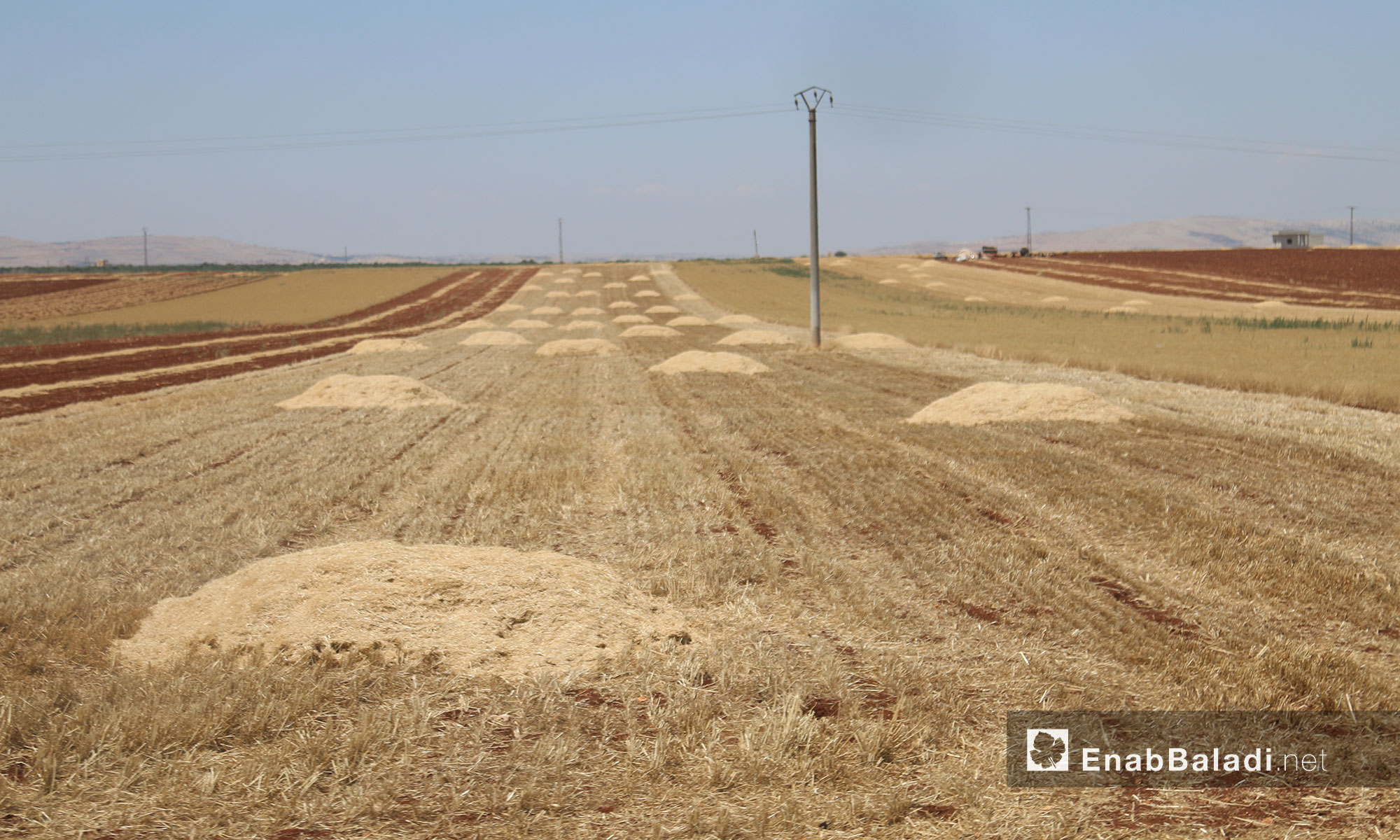 أراضي إدلب الزراعية بعد انتهاء عملية الحصاد - 12 حزيران 2017 (عنب بلدي)