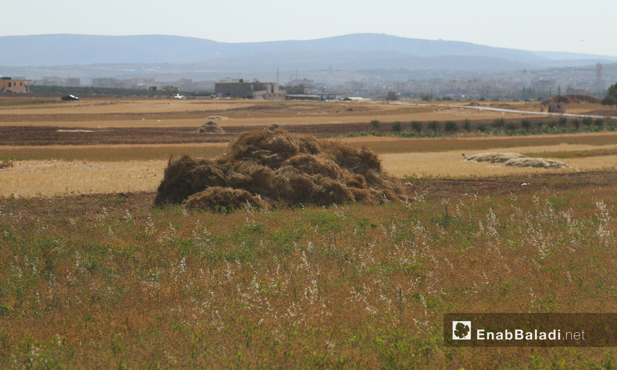بيادر القمح في الأراضي الزراعية في إدلب بانتظار "الدرّاسة" - 12 حزيران 2017 (عنب بلدي)