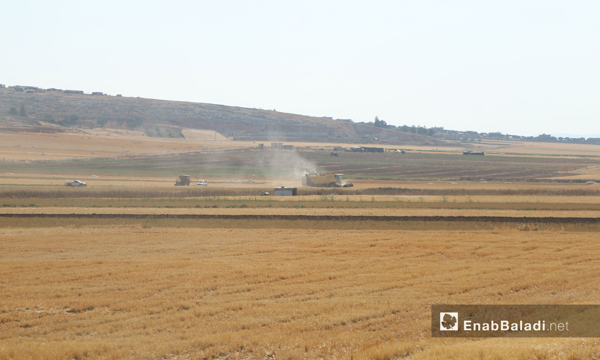 حصادة القمح تحصد المحاصيل بعد نضوجها في أراضي إدلب الزراعية - 12 حزيران 2017 (عنب بلدي)