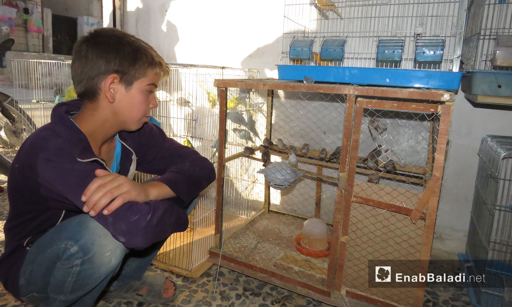 محل لبيع العصافير وجميع مستلزمات تربيتها في بلدية معرتحرمة بريف إدلب الجنوبي - 17 حزيران 2017 (عنب بلدي)