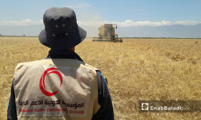 من مشروع زراعة القمح في ريف حماة الغربي - حزيران 2017 (عنب بلدي)