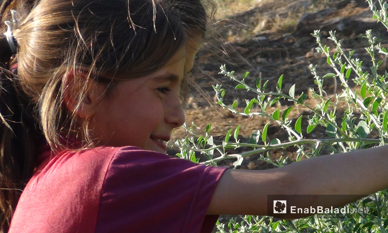 أطفال يقطفون نبات الشفلح في ريف حماة 6 تموز 2017 (عنب بلدي) 
