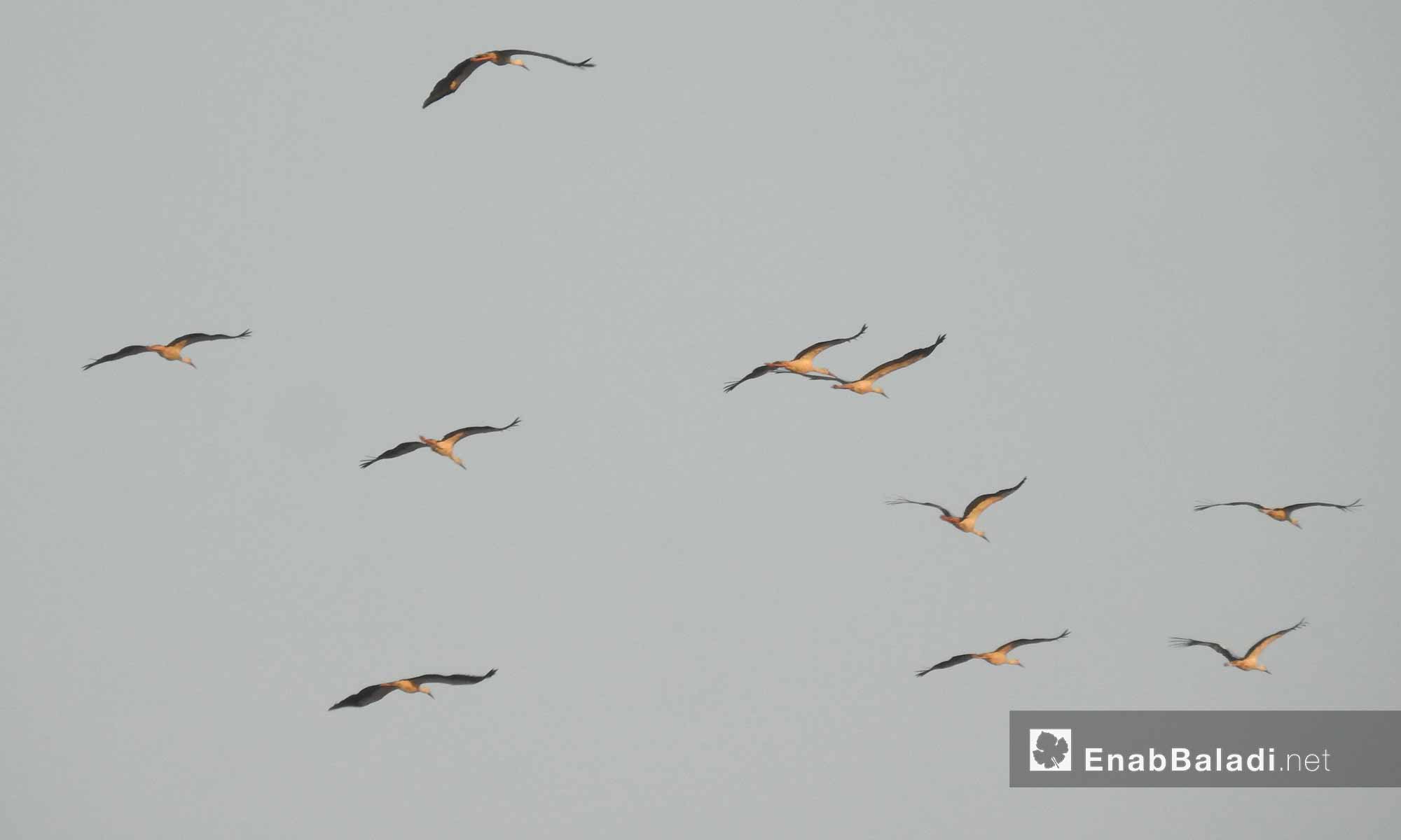 طيور البط المهاجرة في سماء ريف حلب الشمالي - 15 آب 2017 (عنب بلدي)