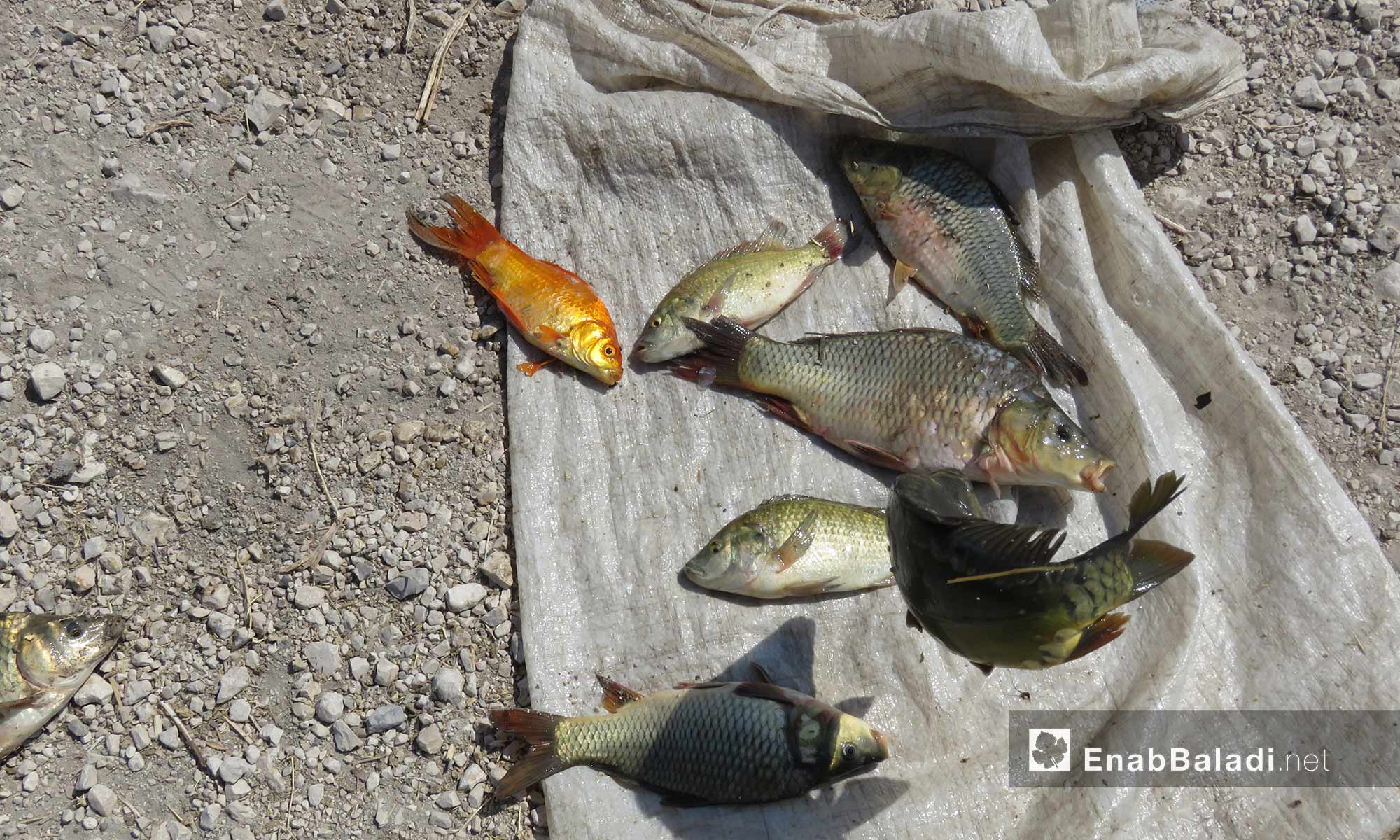 أنواع من الأسماك تم صيدها من نهر العاصي بريف حماة الشمالي - 15 آب 2017 (عنب بلدي)