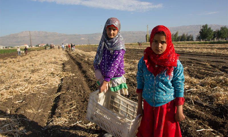 أطفال سوريون يعملون في أرض لبنانية (TABITHA ROSS)
