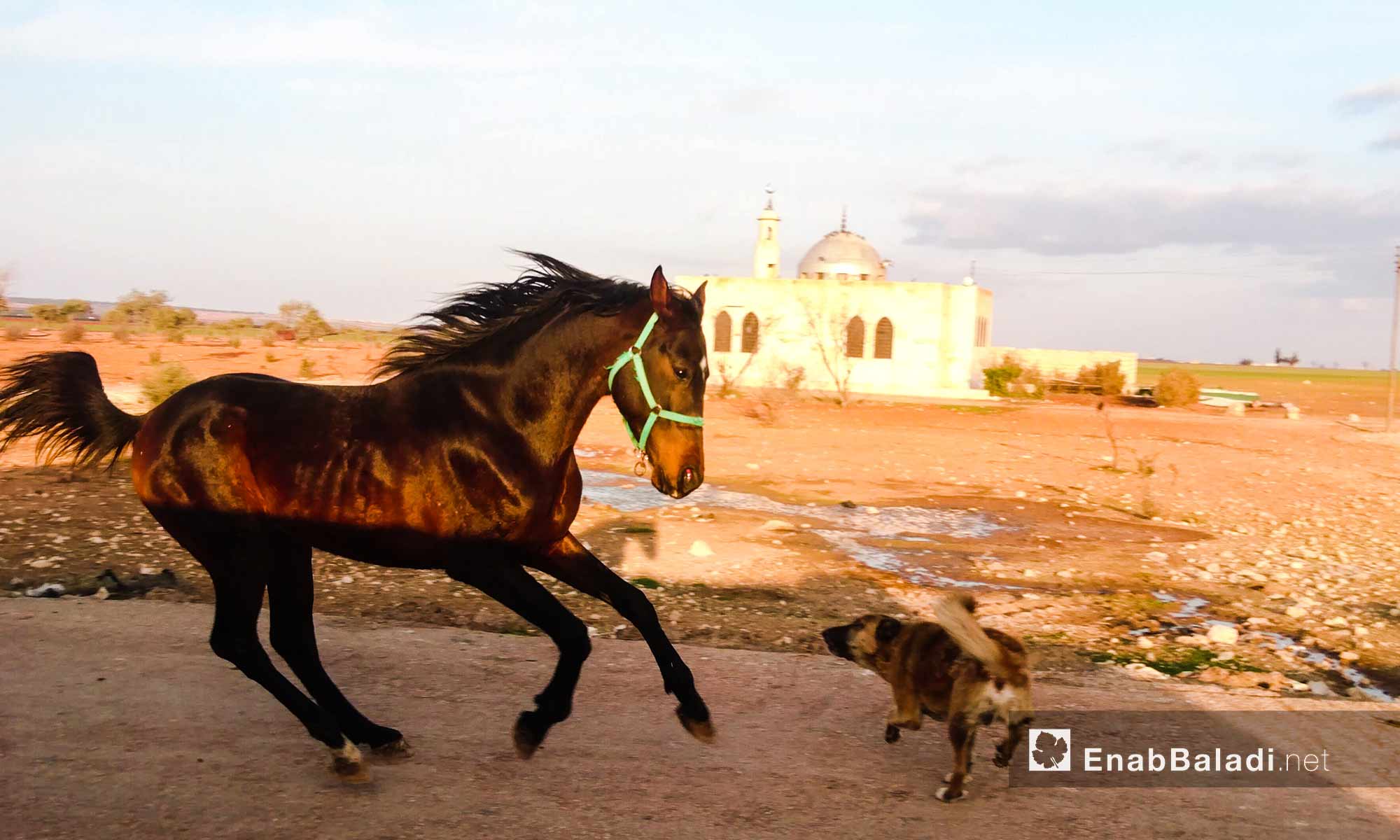 أحد مرابط الخيول العربية الأصيلة في إدلب - أيلول 2017 (عنب بلدي)