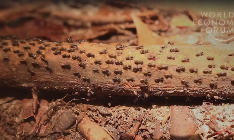 يراقب العلماء حياة النمل لمحاكاتها في طرق المواصلات لدى البشر (world economic forum)