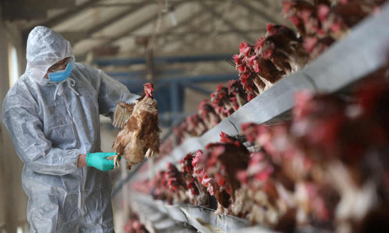 خبراء يفحصون الدجاج في الهند (AFP)