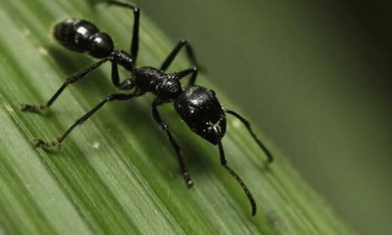 تنتقل الأمراض في مستعمرات النمل بطريقة مشابهة للمجتمعات البشرية (رويترز)