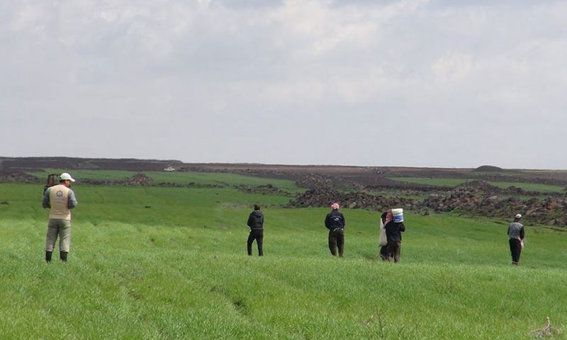 مشروع حقول القمح الخيرة في منطقة الجيدور جنوب سوريا - آذار 2015 (ngc syria)
