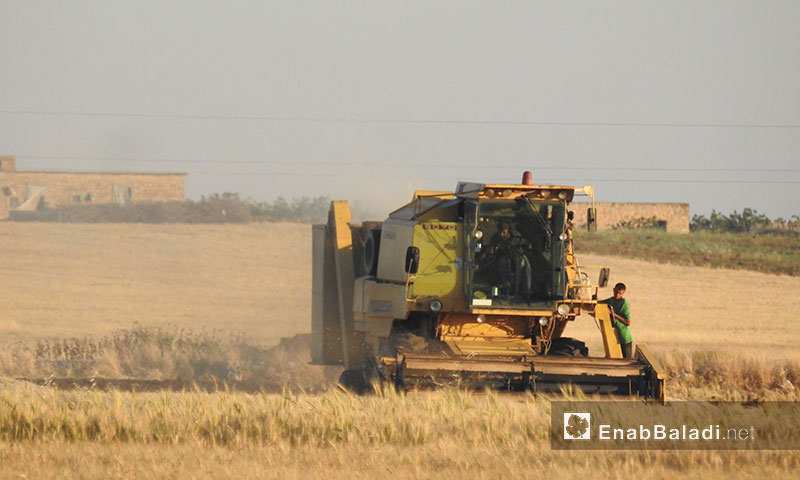 حصاد القمح في ريف حلب الشمالي (عنب بلدي)

