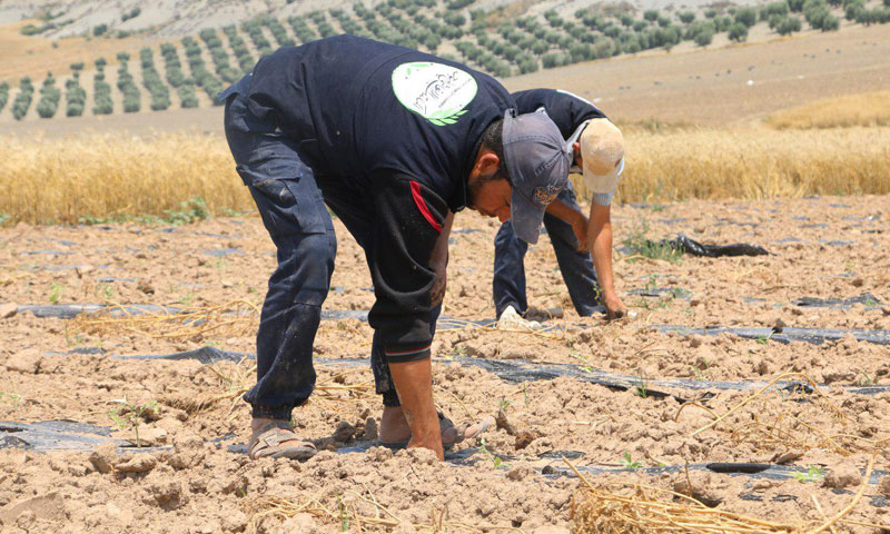 مشروع زراعي لدمج مهجري الغوطة الشرقية بسوق العمل في الشمال السوري (مكتب الإغاثة الموحد)

